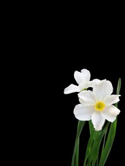 sfondo con fiori bianchi