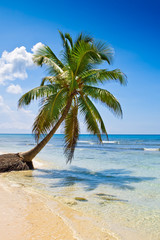 Fototapeta na wymiar Palm na piaszczystej plaży w pobliżu błękit oceanu