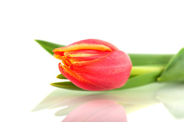 Tulip in red and yellow