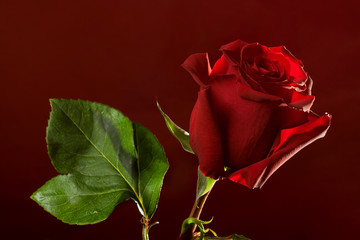 Obraz premium red rose on dark background