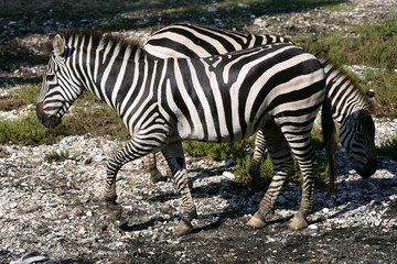 Fototapeta na wymiar Beautiful african Zebra outdoor