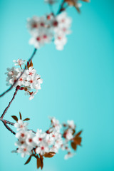 Spring blossom