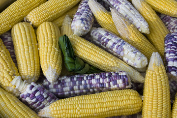 Corn boil in a saucepan on the market in Thailand