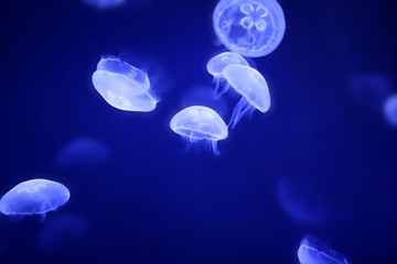 Moon jellyfish over blue water