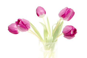 the fresh purple tulips isolated on white