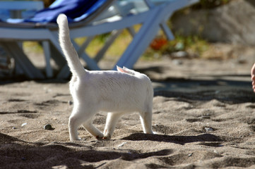 Weiße Katze am Strand schaut sich um