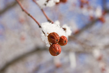 frozen little apple