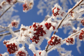 frozen ashberry