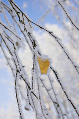 frozen yellow leaf