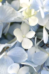 Photo sur Aluminium Hortensia Light blue hydrangea