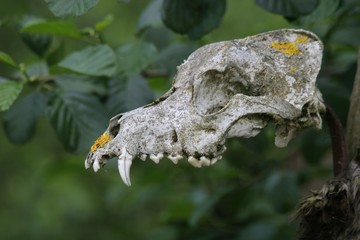 schädel