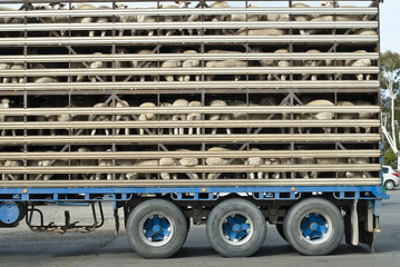 Sheep transport vehicle