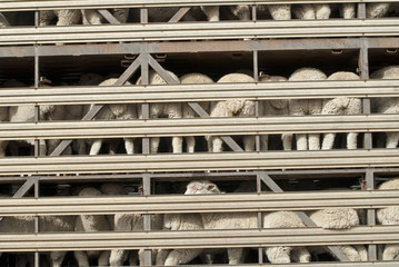 Sheep on multi-level transport vehicle