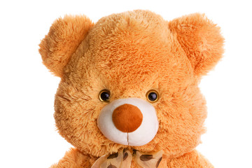 Teddy bear isolated on white background