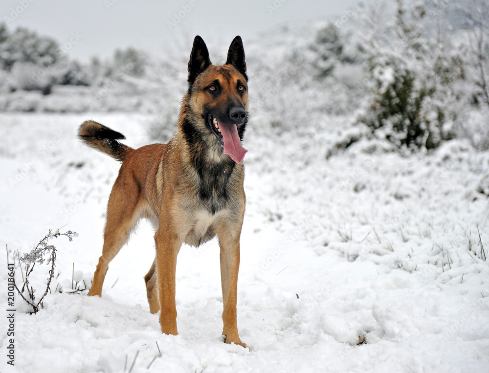 Sticker chien malinois dans la neige