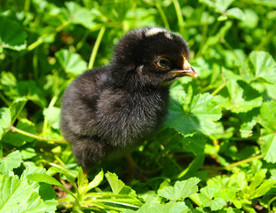 little  chicken