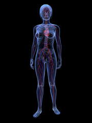 Transparente Frau mit vaskulärem System