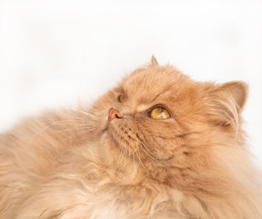 Fototapeta premium Puszysty, rudy kot