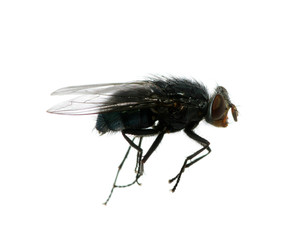 fly on a white