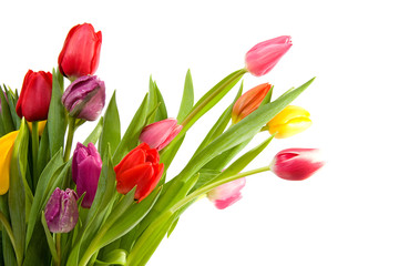 bouquet of Dutch tulips over white background