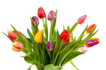 Dutch tulips in glass vase over white background
