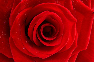 red rose in closeup