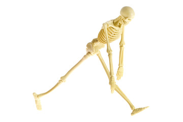 skeleton