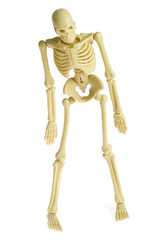 skeleton