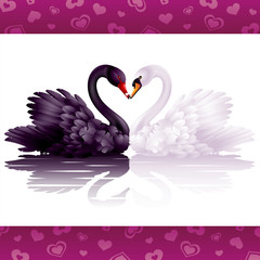 Two graceful swans in love: black-and-white heart