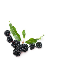 blackberry and raspberry