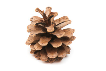 fir-cone