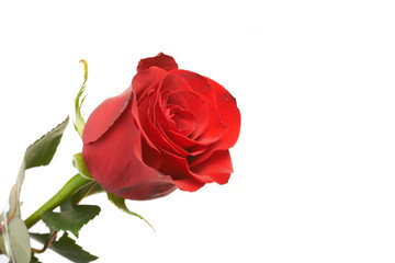 Fototapeta premium red romantic rose