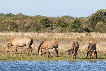 Chevaux Henson dans le marais du Crotoy (Baie de Somme)