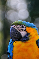 ルリコンゴウインコ