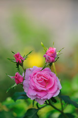 薔薇