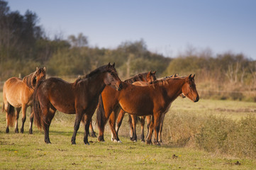 Chevaux Henson lors de la Transhenson 2009