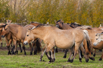 Chevaux Henson lors de la Transhenson 2009