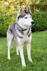 beautiful husky