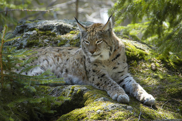 Fototapeta na wymiar Lynx Kuder