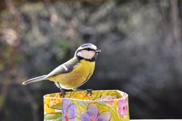 habitant des jardins d hiver