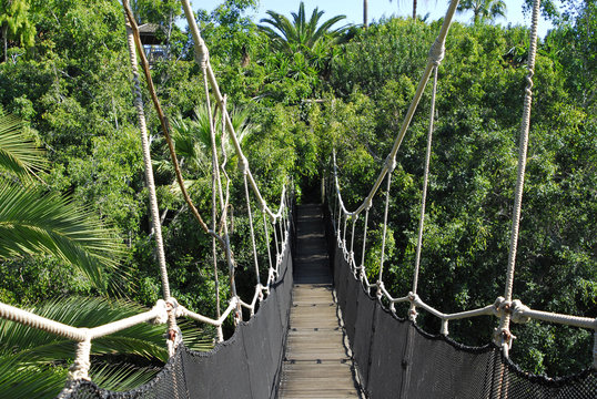 Fototapeta bridge in the jungle