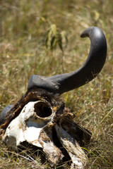 Gnu