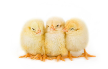 Easter chicks