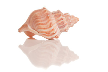Isolated sea shell with a glory