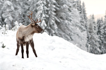 reindeer - 20032873