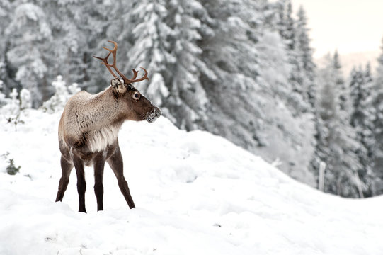 reindeer