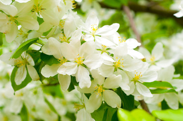 branch with cherry flowers over green background