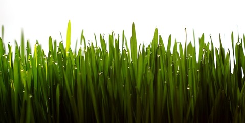 Fototapeta na wymiar Green grass with water drops - white background