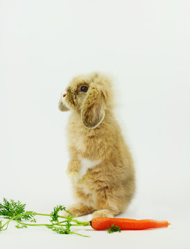 Hase