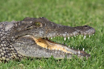 Nile Crocodile Portrait